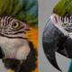 A “blushing” macaw, left.